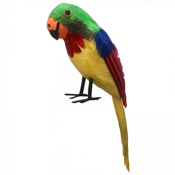 Shoulder Pirate 38cm Parrot Lifelike Feathered Accessory Prop - image CA0101-600x600 on https://www.abracadabrafancydress.com.au